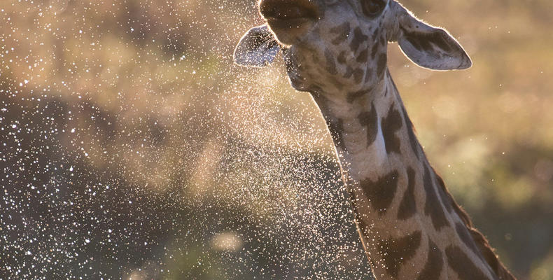 Giraffe spritzer