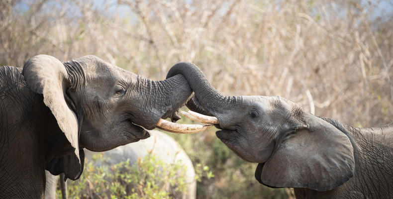 Elephant kiss