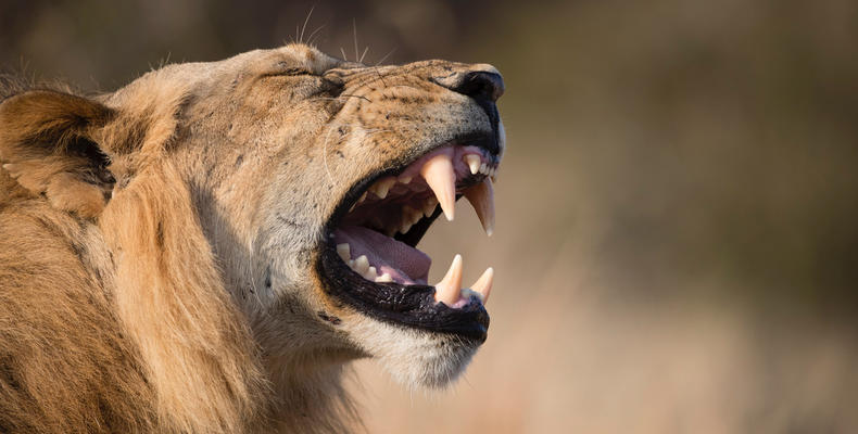 Lions share