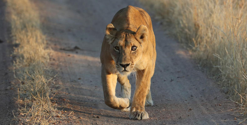 On the hunt