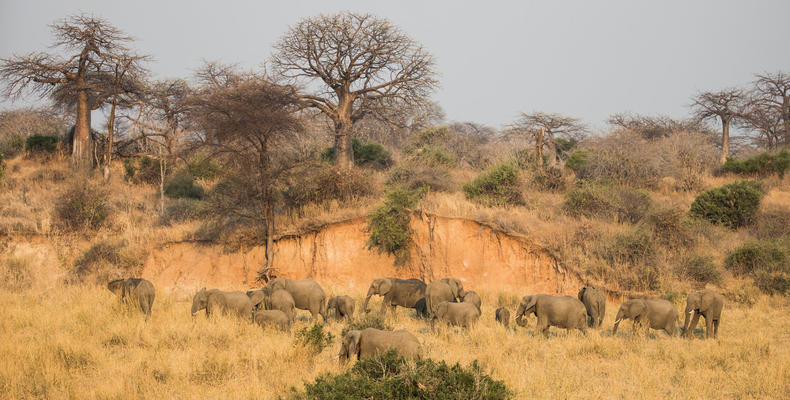 Typical Ruaha scenery - Elephants & Baobabs