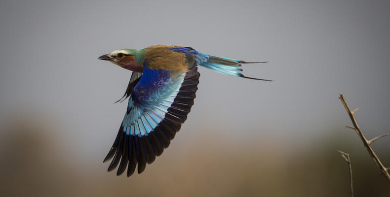 Lilac Breasted Roller