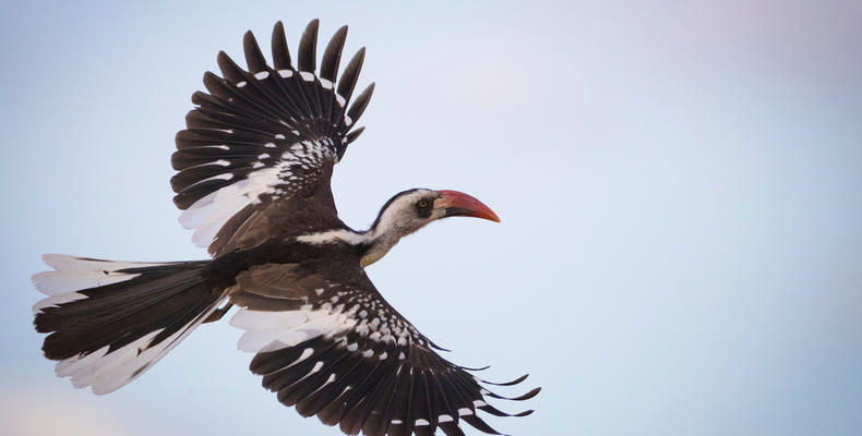 Ruaha Red-Billed Hornbill