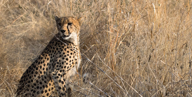 Cheetah