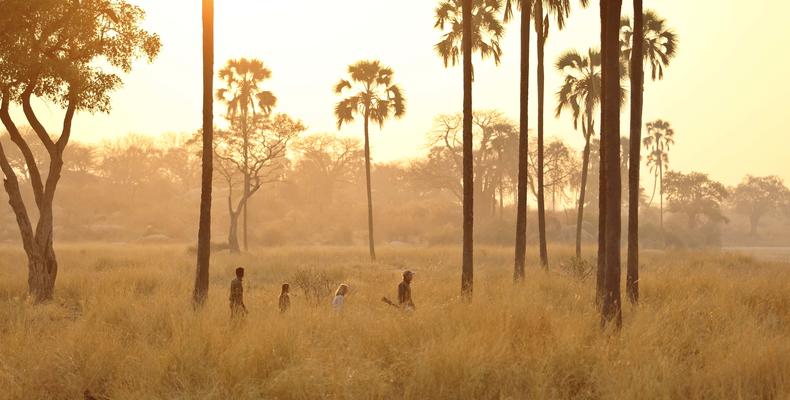 Walking safari