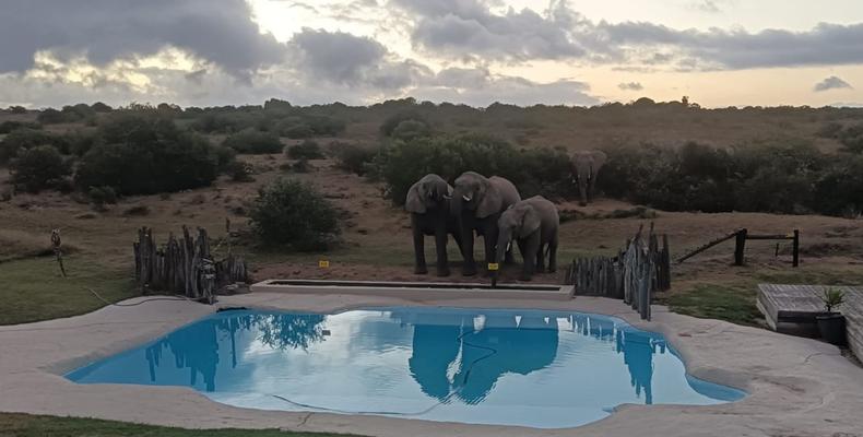 Hlosi Game Lodge - Elephants by the swimming pool