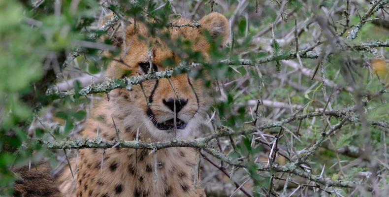 Hlosi Game Lodge 