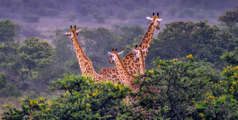 Hlosi Game Lodge - Giraffes 