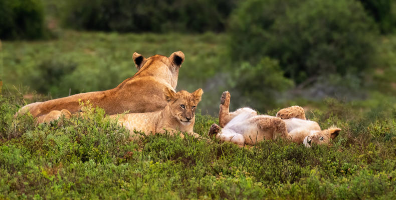 Hlosi Game Lodge - Lions 