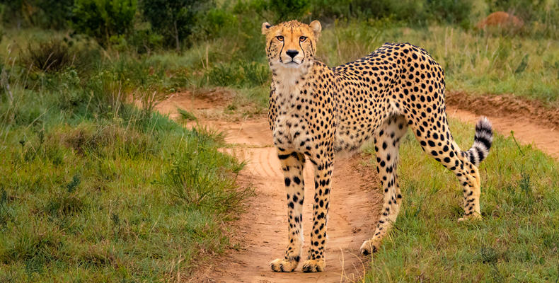 Hlosi Game Lodge - Cheetah 