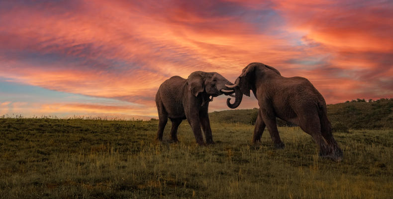 Hlosi Game Lodge - Elephants at Sunset 