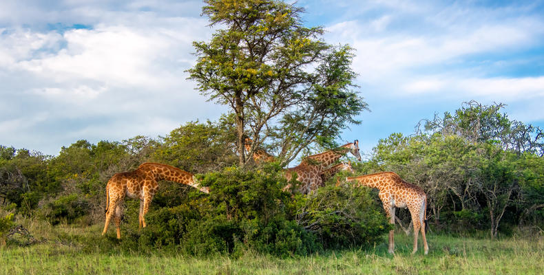 Hlosi Game Lodge - Giraffes 