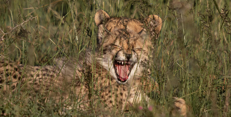 Amakhala Game Reserve 