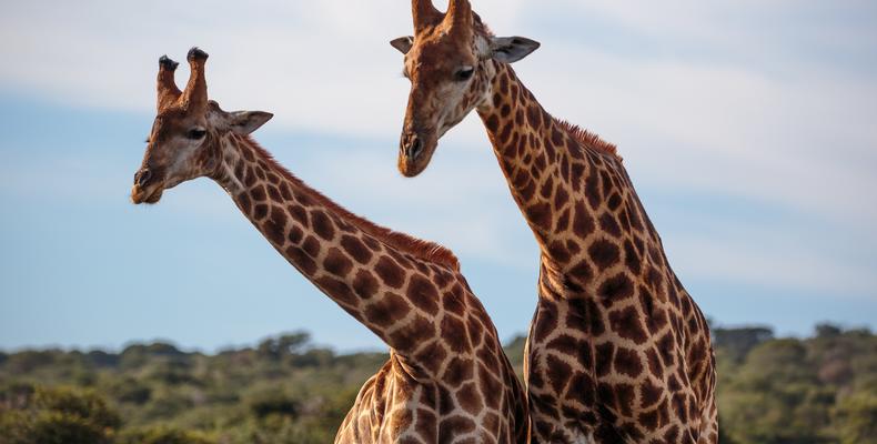 Hlosi Game Lodge 