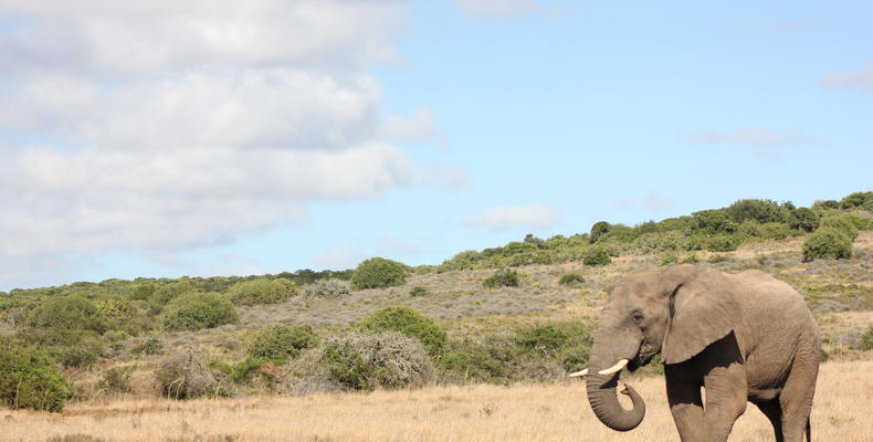 Hlosi Game Lodge 