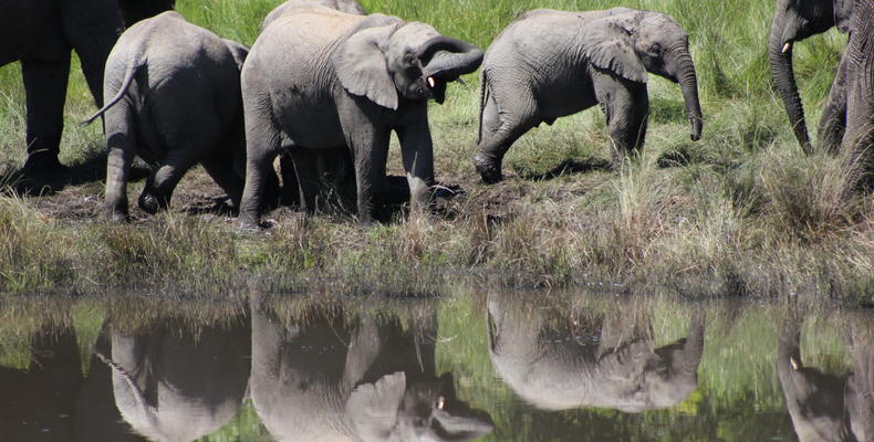 Hlosi Game Lodge - Elephants At Waterhole