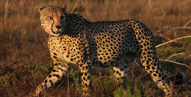 Hlosi Game Lodge - Cheetah Close Up