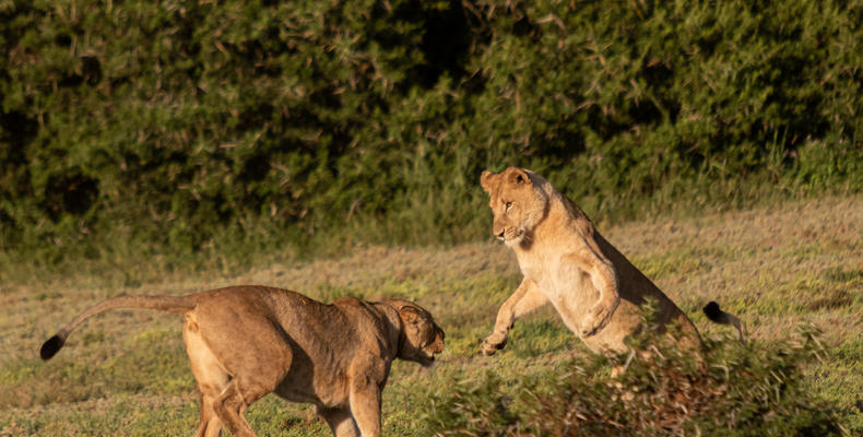 Amakhala Game Reserve 