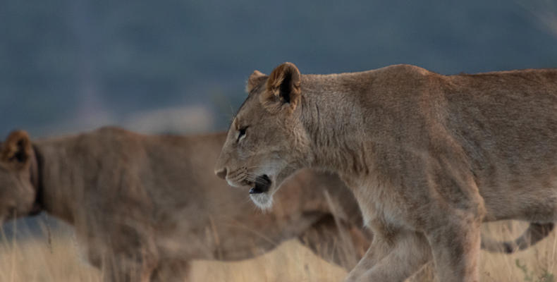 Amakhala Game Reserve 