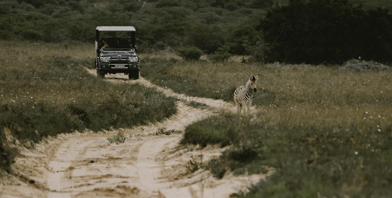 Bukela Game Lodge - Game Drives