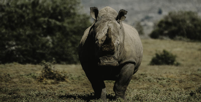 Bukela Game Lodge - Wildlife