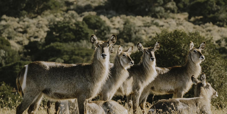 Bukela Game Lodge - Wildlife Sightings 