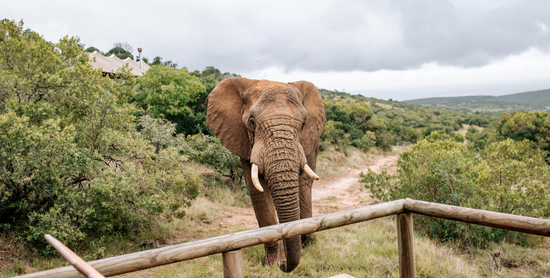 Bukela Game Lodge - Elephants Visiting Tent 