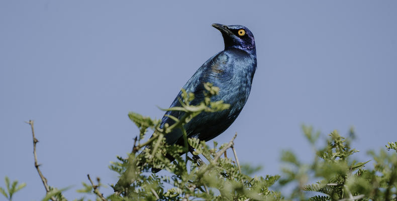 Bukela Game Lodge - Birds of Amakhala 