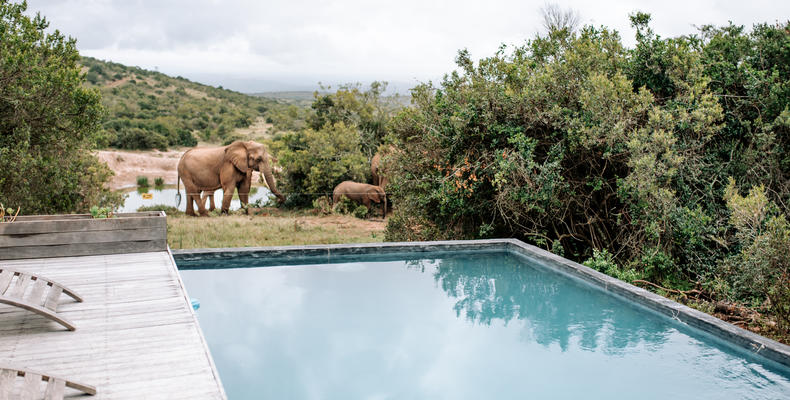 Bukela Game Lodge - Elephants at Pool 