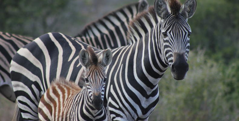 Bukela Game Lodge