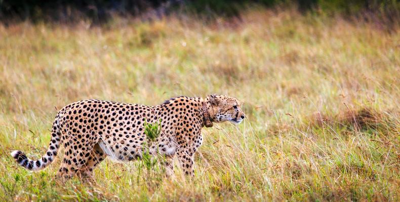 Bukela Game Lodge