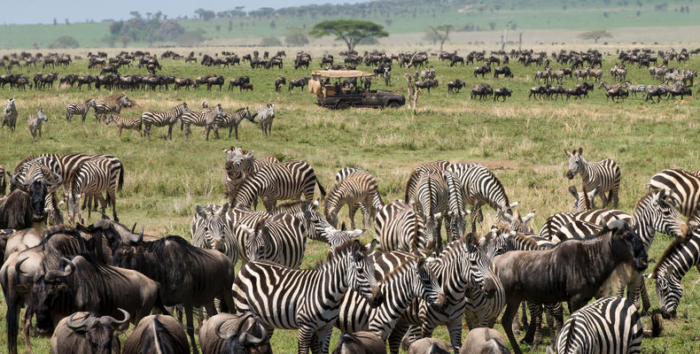 African Game Drive