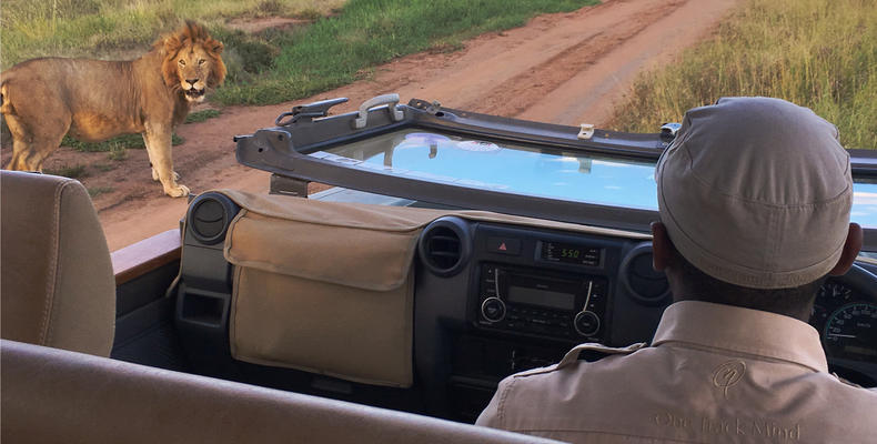 African Game Drive