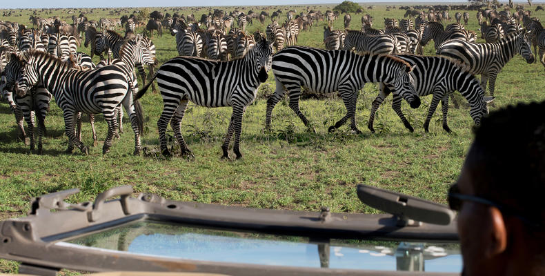 African Game Drive