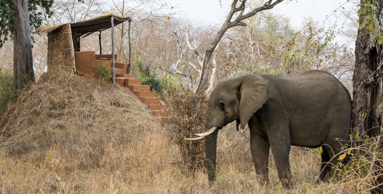 Mwamba Bush Camp Anthill Lookout