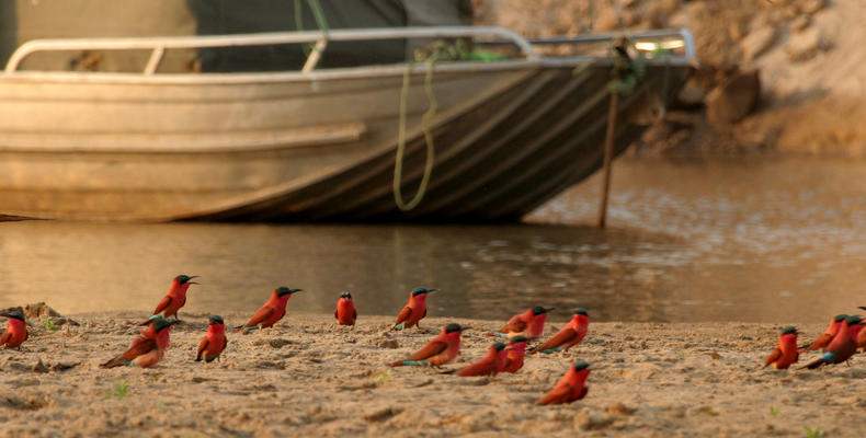 Carmine Bee-Eater Hide