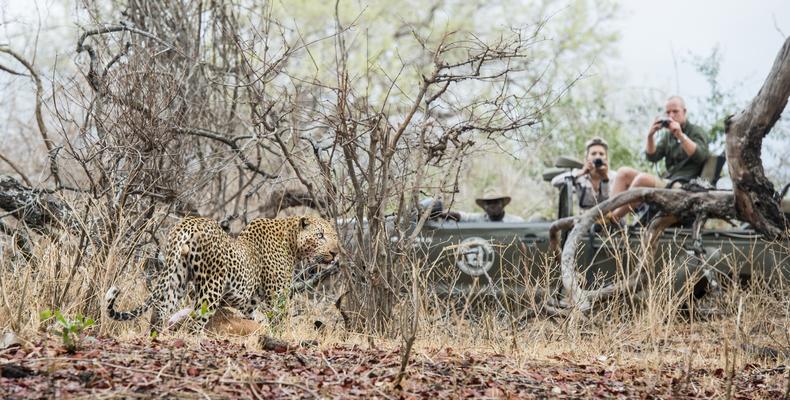 Amazing Game Drives