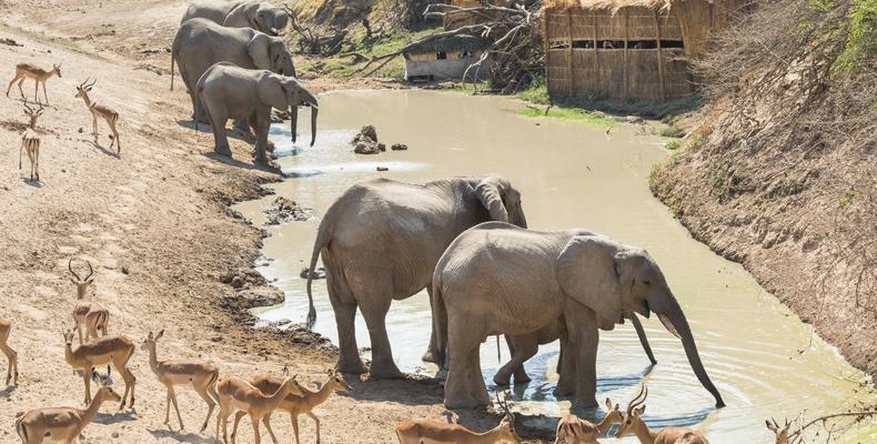 Mwamba Bush Camp Hide