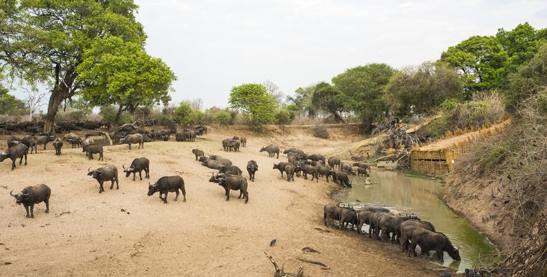 Mwamba Bush Camp Hide