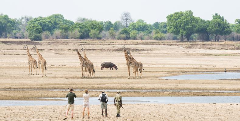 Walking Safaris
