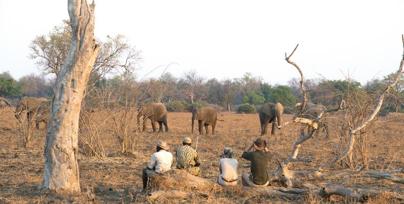 Walking Safaris