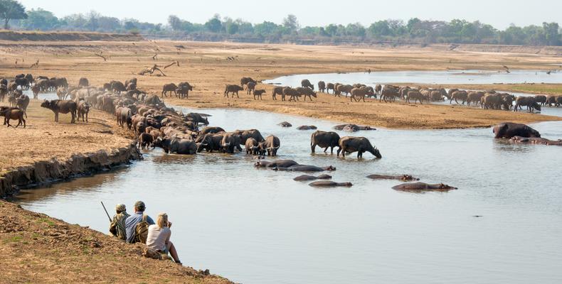 Walking Safaris