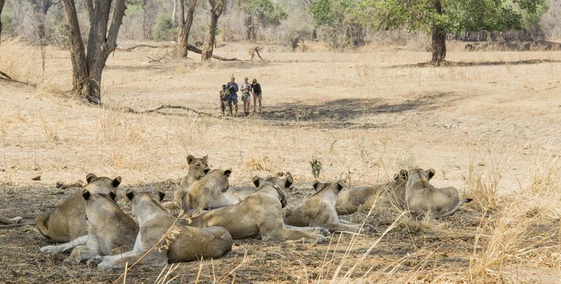 Walking Safaris
