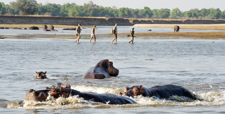 Walking Safaris