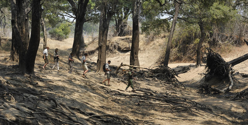 Walking Safaris