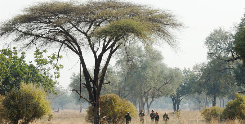 Walking Safaris