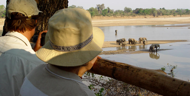 Elephant Hide 