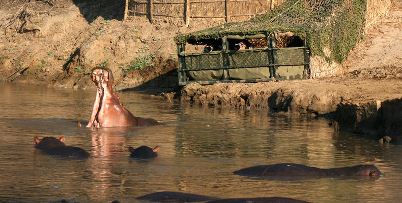 Hippo Hide