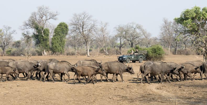 Game Drives
