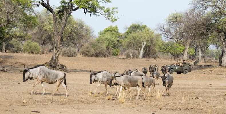 Game Drives